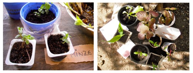 Pflanzentauschbörse 04052013 RO