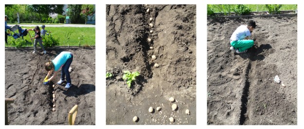 Garten-Club pflanzt Kartoffeln RO