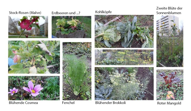 Highlights auf dem Spiel/Feld- Beet im November