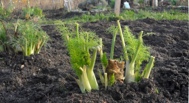 Fenchel zweite Ernte BLOG