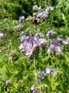 IMG_20180617_121709208_HDR