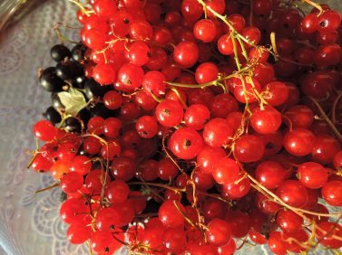 beeren-rote-beeren-rote-johannisbeere-671694