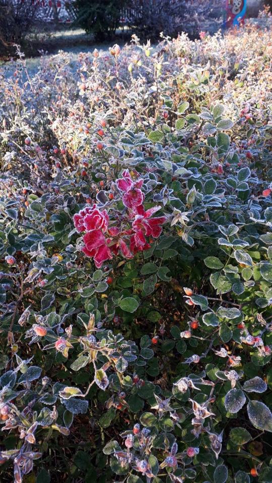 Winter auf dem Spiel/Feld